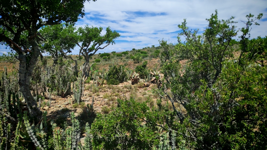 6 Bedroom Property for Sale in Pearston Eastern Cape